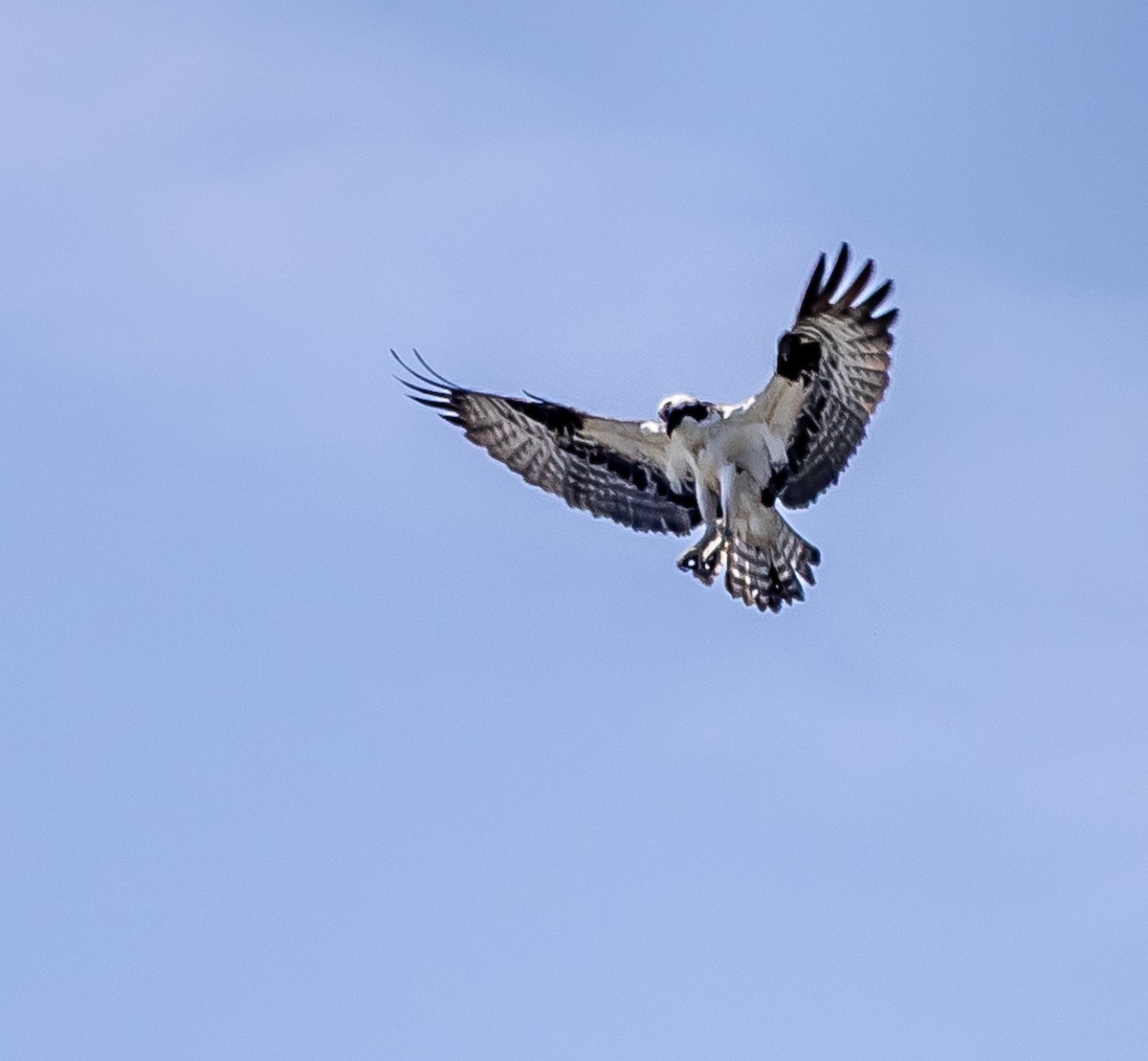 Pennsylvania Bird Atlas Checklist - 23 Apr 2025 - Shipoke - 21 species ...