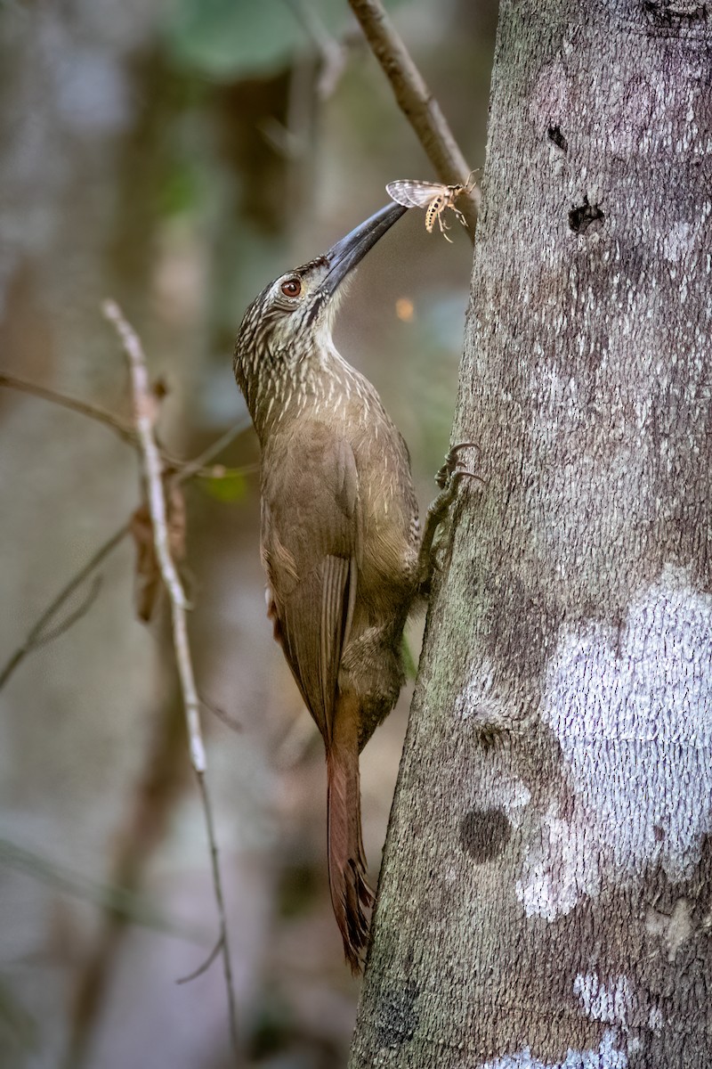 White-throated Woodcreeper - ML634363846