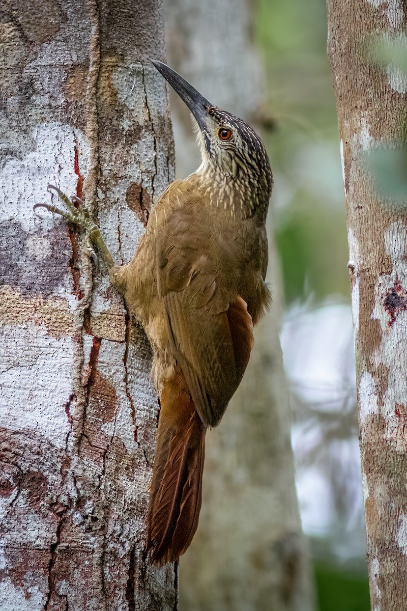 White-throated Woodcreeper - ML634363848