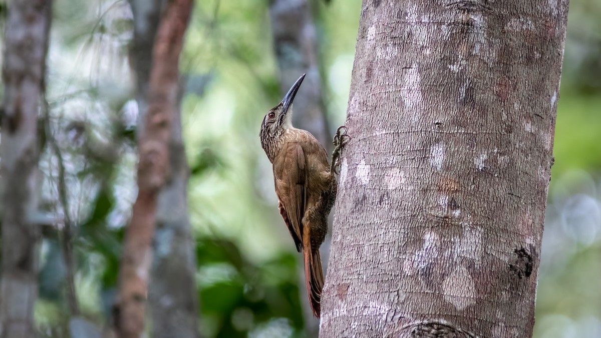 White-throated Woodcreeper - ML634363849