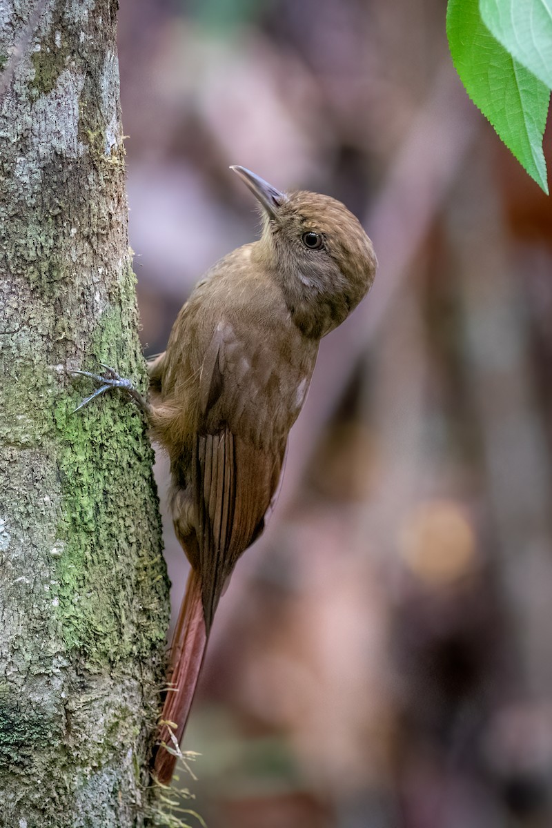 Plain-winged Woodcreeper (Plain-winged) - ML634363858