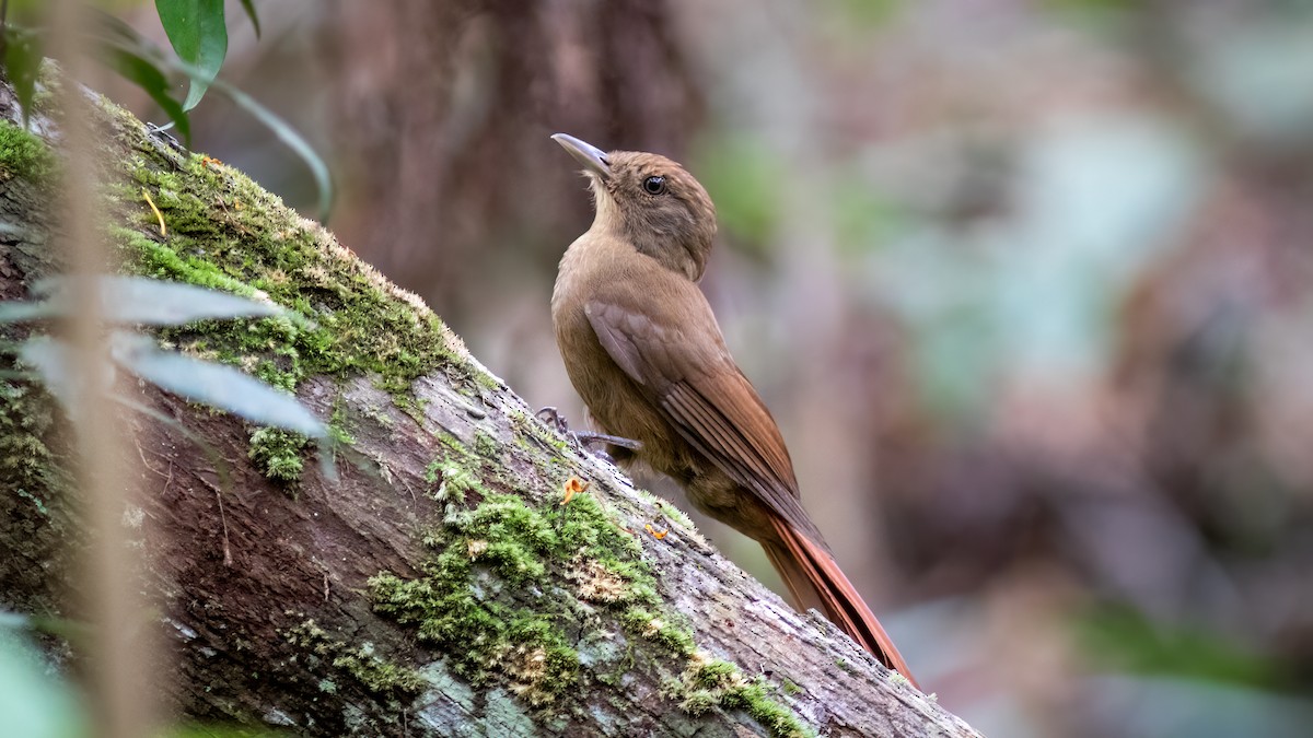 Plain-winged Woodcreeper (Plain-winged) - ML634363859