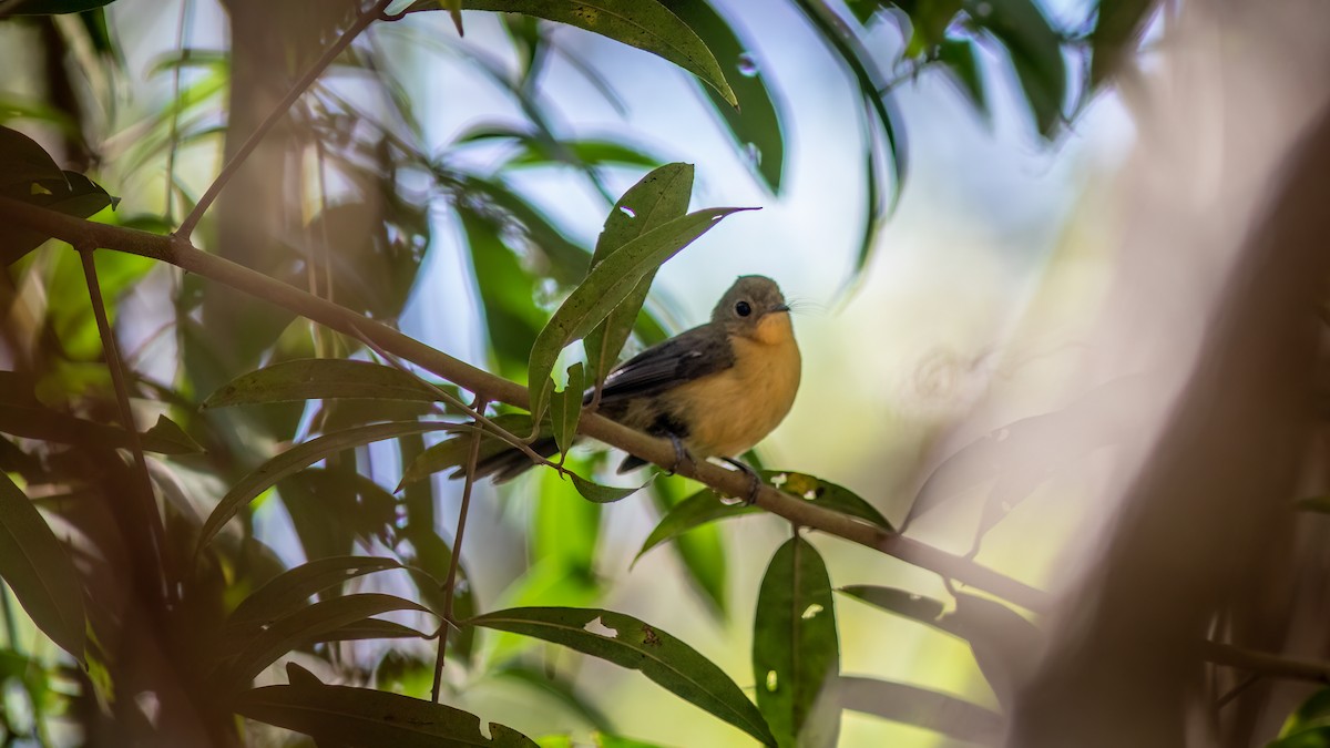 Black-tailed Flycatcher - ML634363884