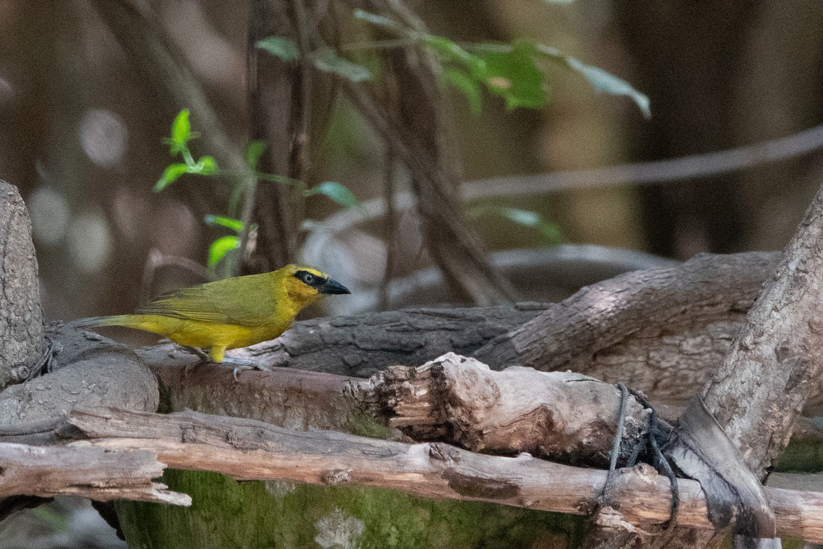 Olive-naped Weaver - ML634363922
