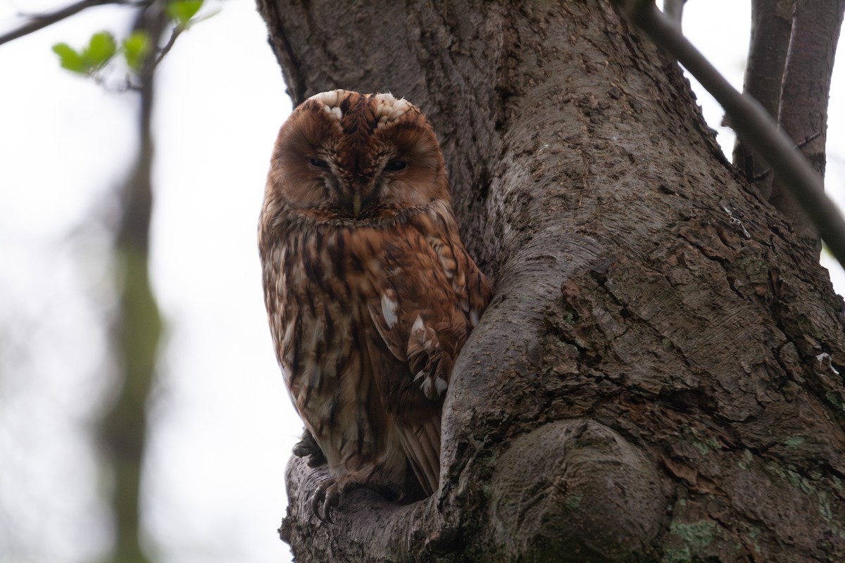 Tawny Owl - ML634363968