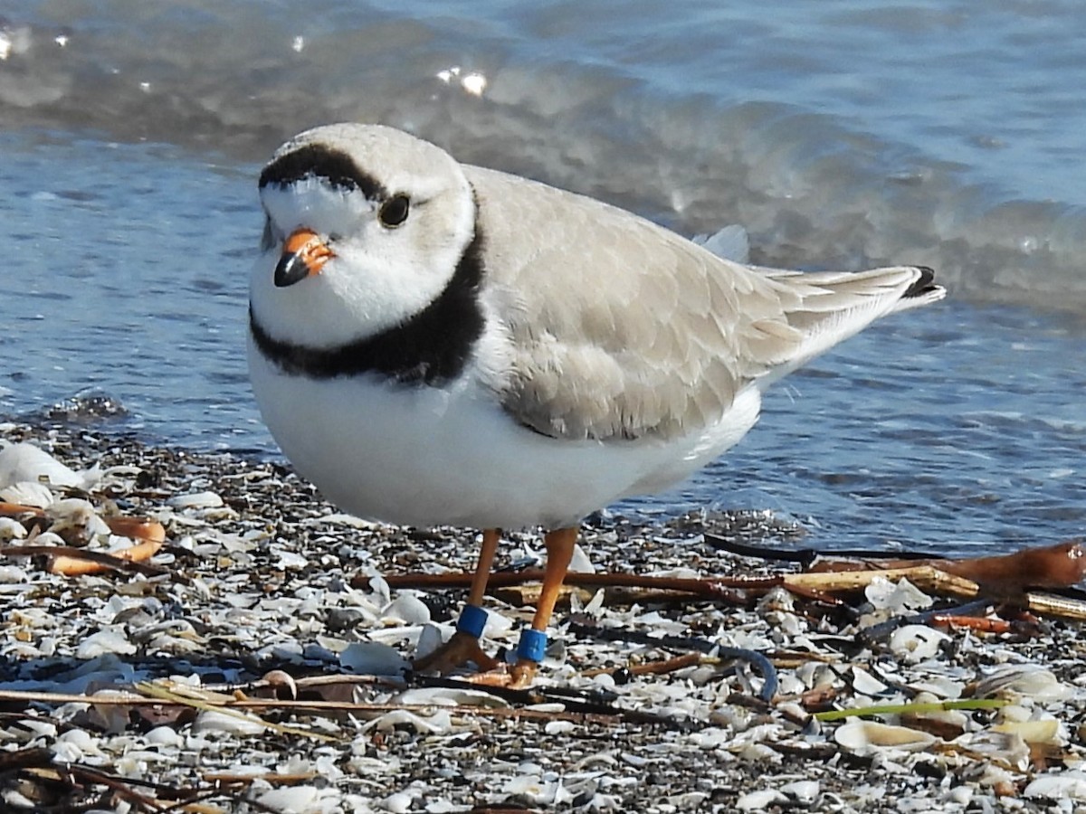 Piping Plover - ML634363989