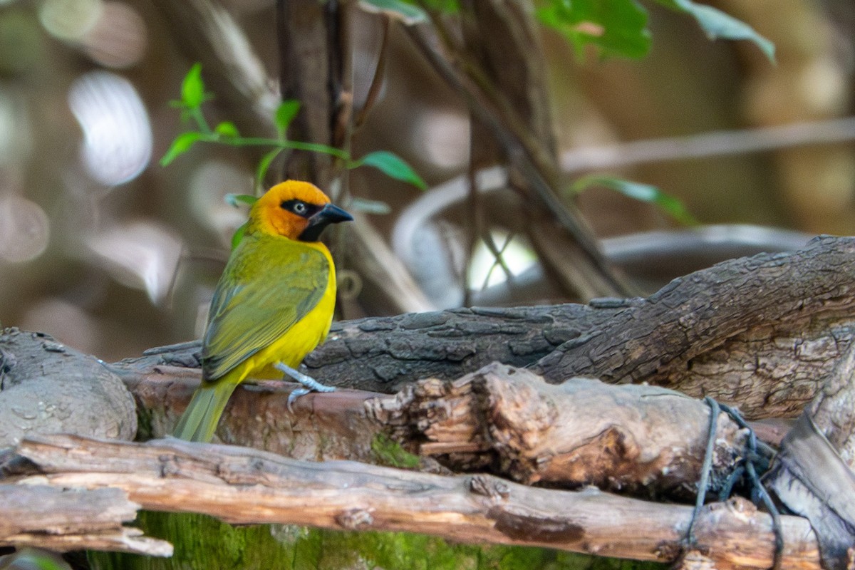 Olive-naped Weaver - ML634364020