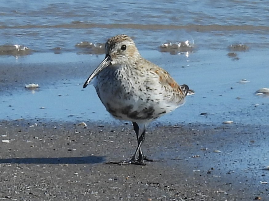 Dunlin - ML634364040