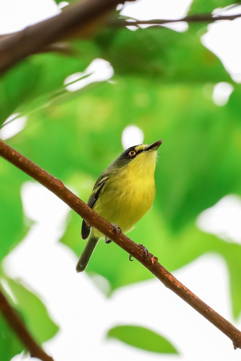 Gray-headed Tody-Flycatcher - ML634364094