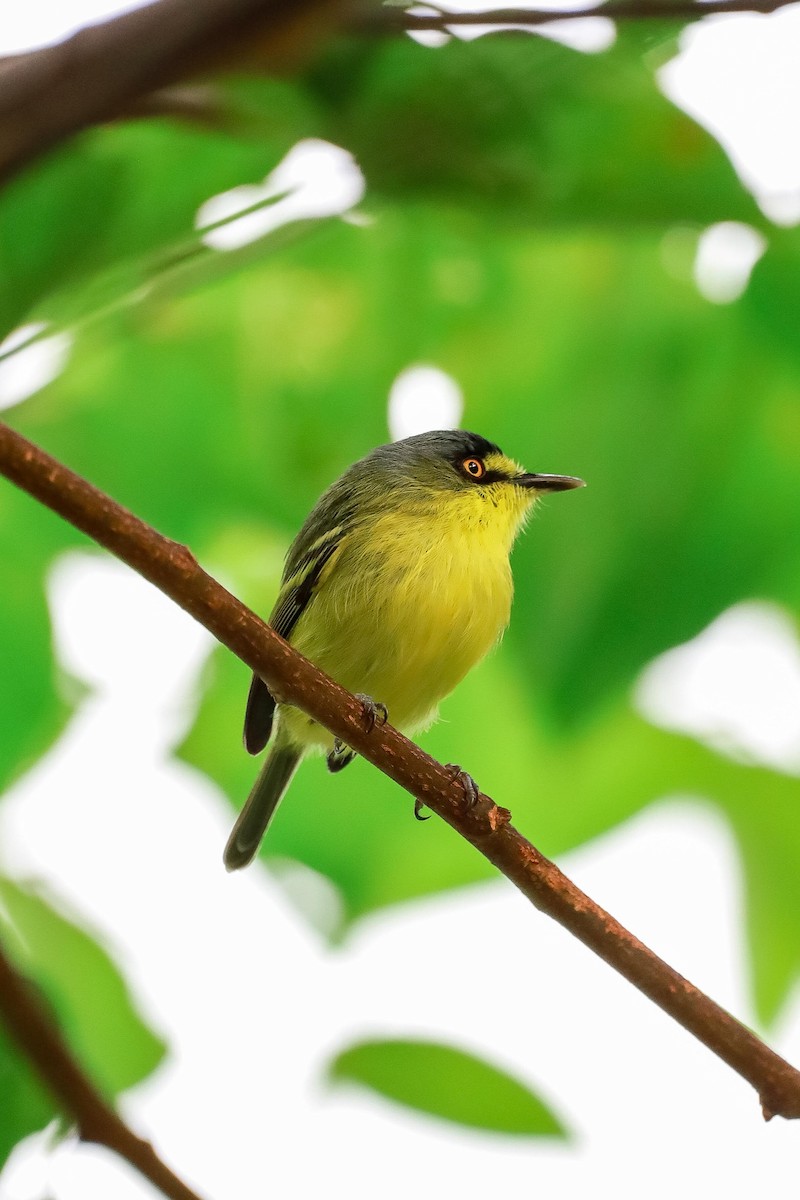 Gray-headed Tody-Flycatcher - ML634364095