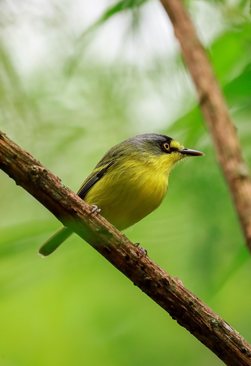 Gray-headed Tody-Flycatcher - ML634364096