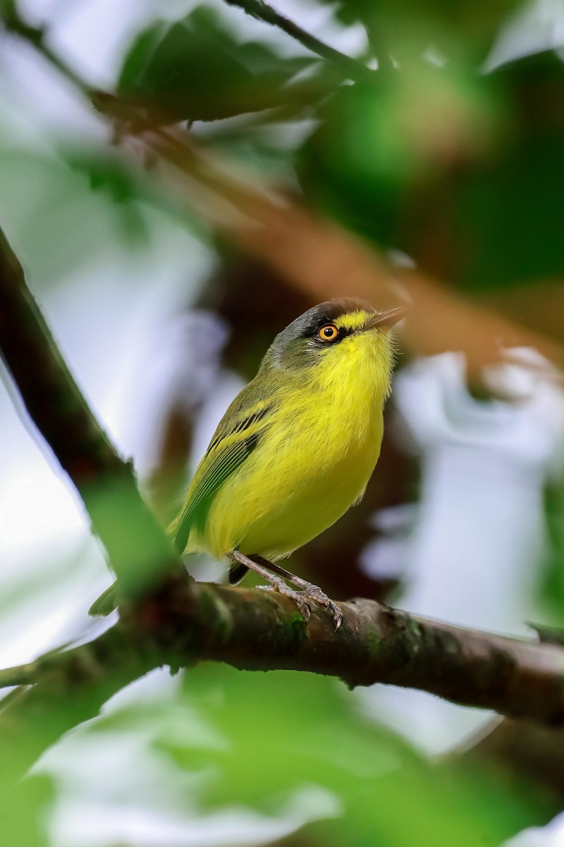Gray-headed Tody-Flycatcher - ML634364097