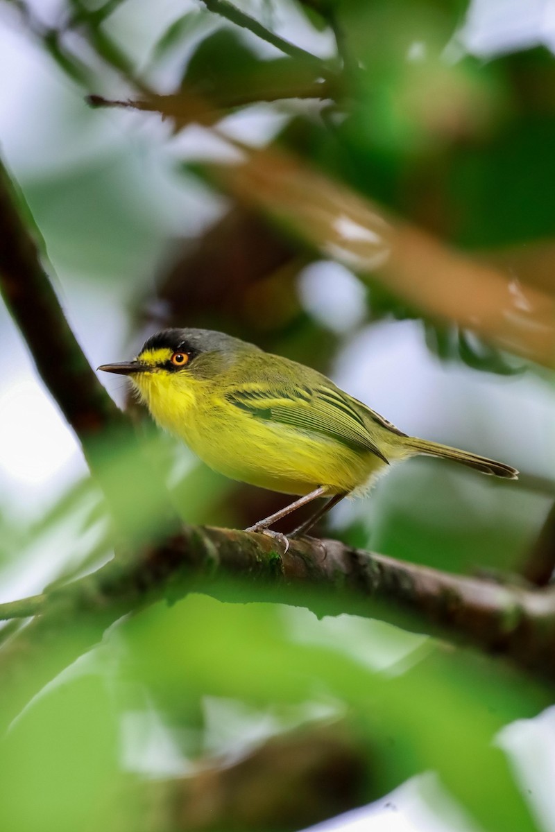 Gray-headed Tody-Flycatcher - ML634364098