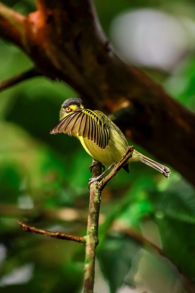 Gray-headed Tody-Flycatcher - ML634364100