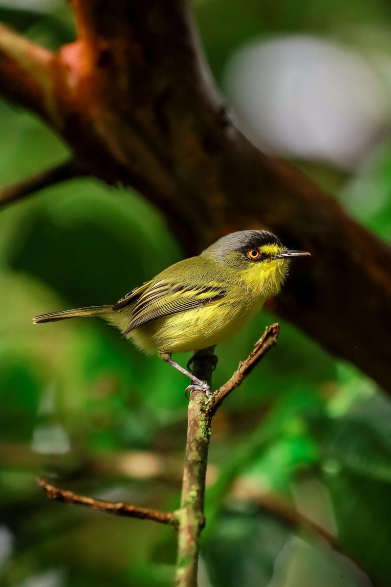 Gray-headed Tody-Flycatcher - ML634364101