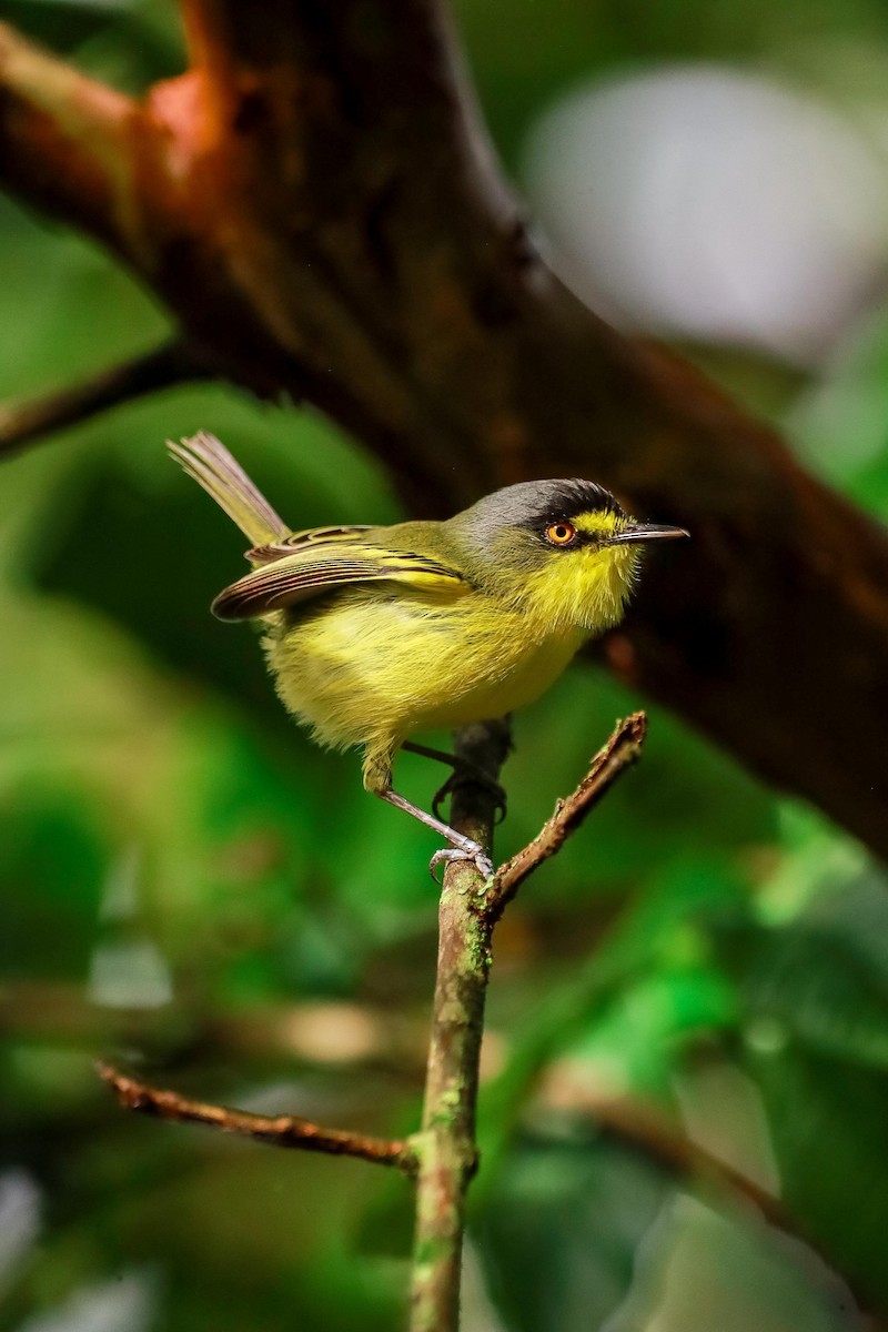 Gray-headed Tody-Flycatcher - ML634364102