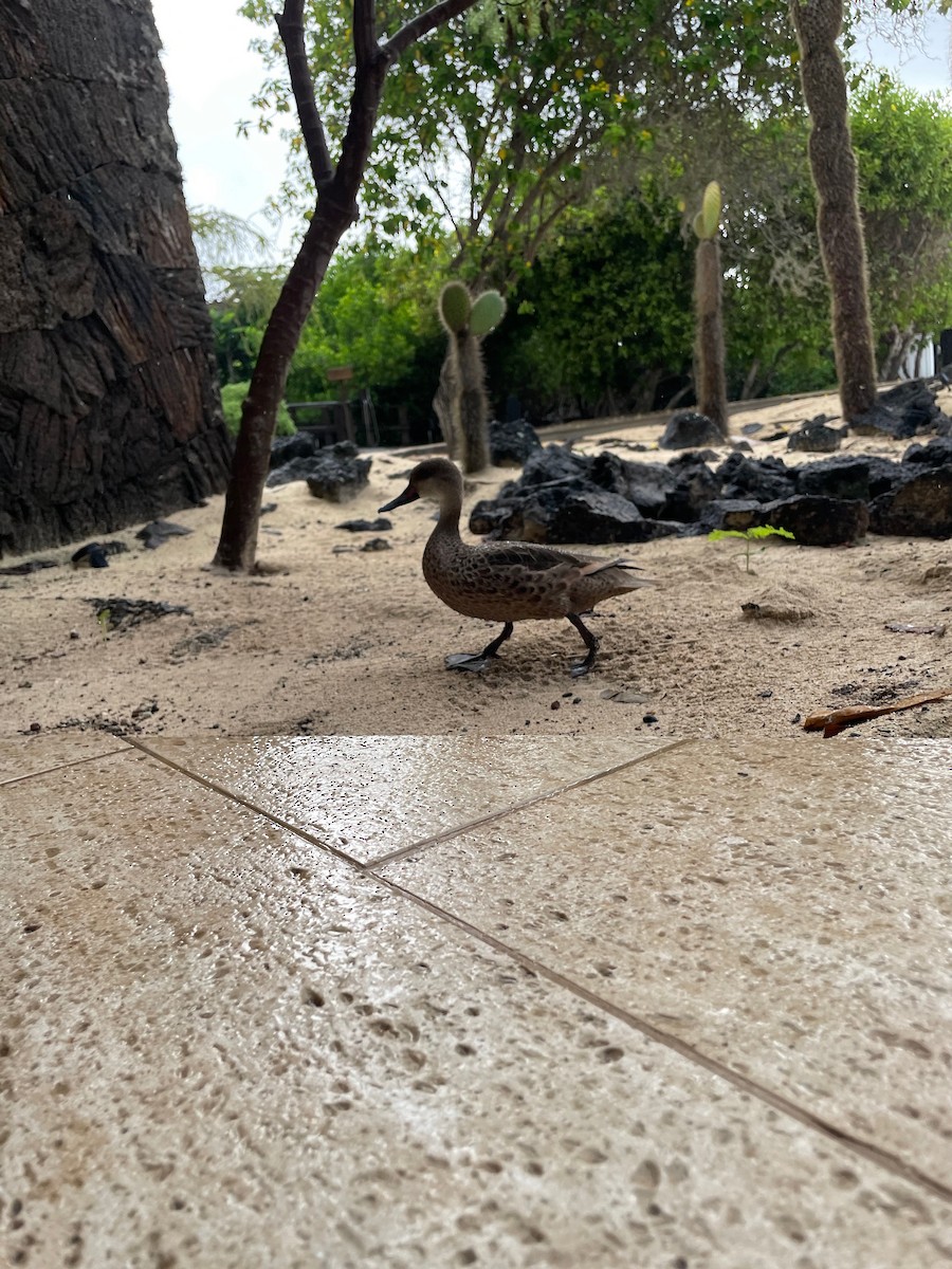 ホオジロオナガガモ（galapagensis） - ML634364114