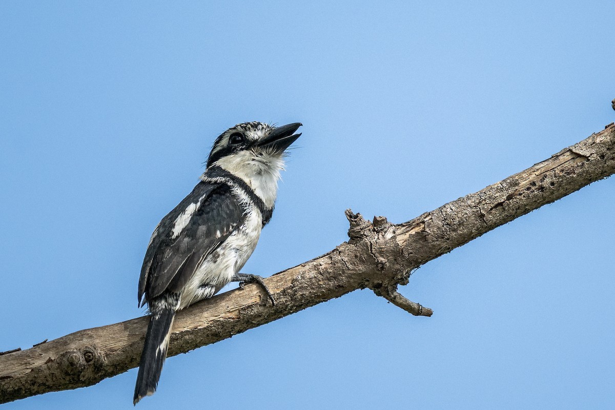 Pied Puffbird - ML634364404