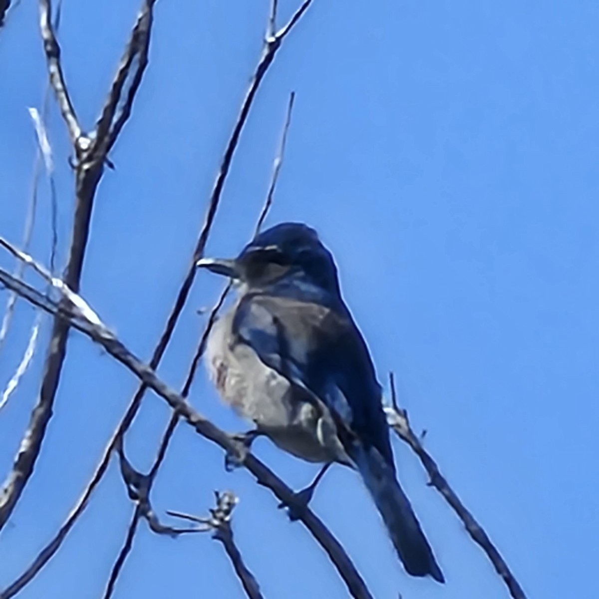 Woodhouse's Scrub-Jay - ML634364650