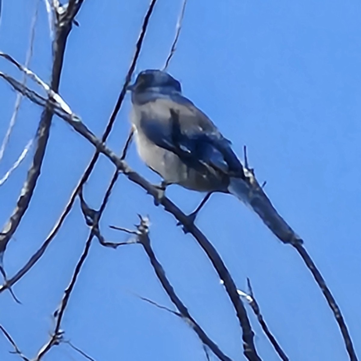 Woodhouse's Scrub-Jay - ML634364653