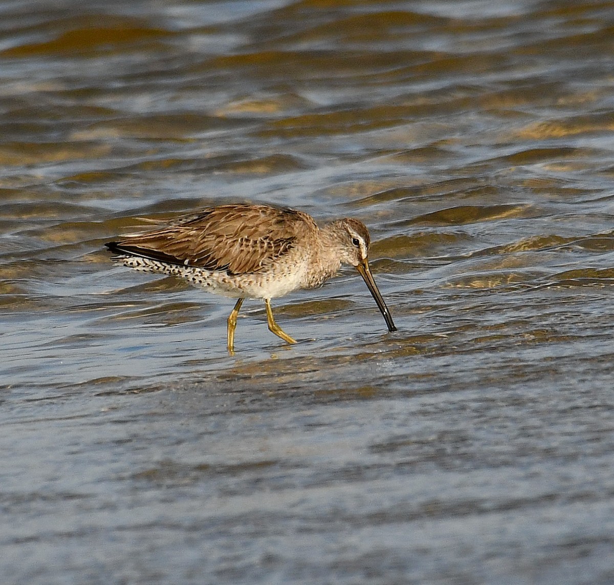 Short-billed Dowitcher - ML634364687