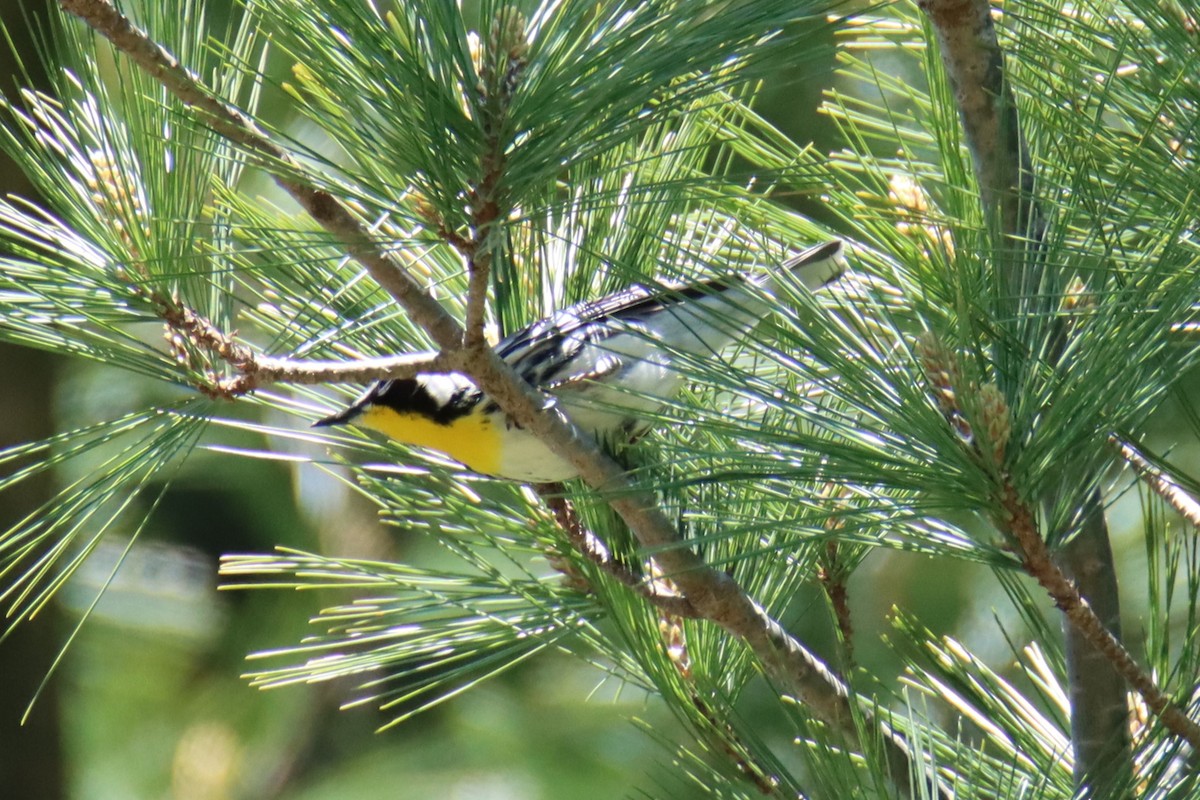 Yellow-throated Warbler - ML634364720