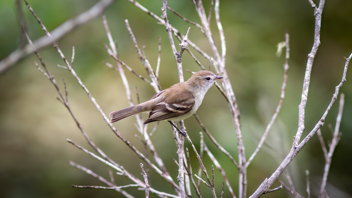 Mouse-colored Tyrannulet (Southern) - ML634364745