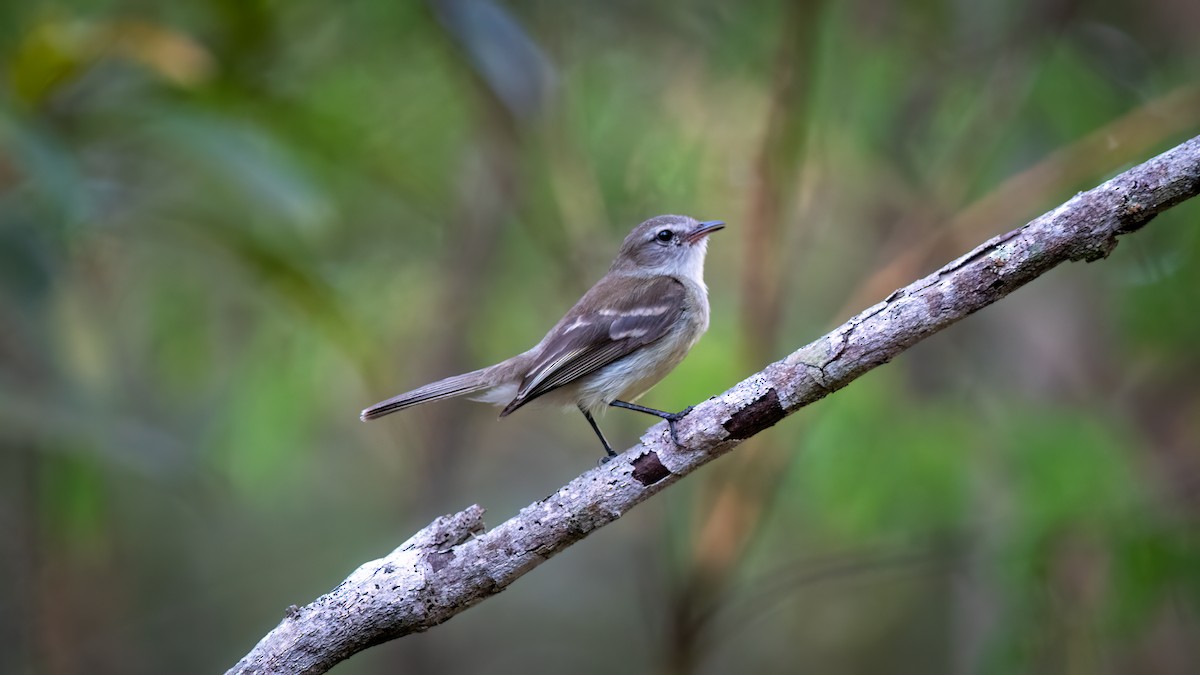 Mouse-colored Tyrannulet (Southern) - ML634364746