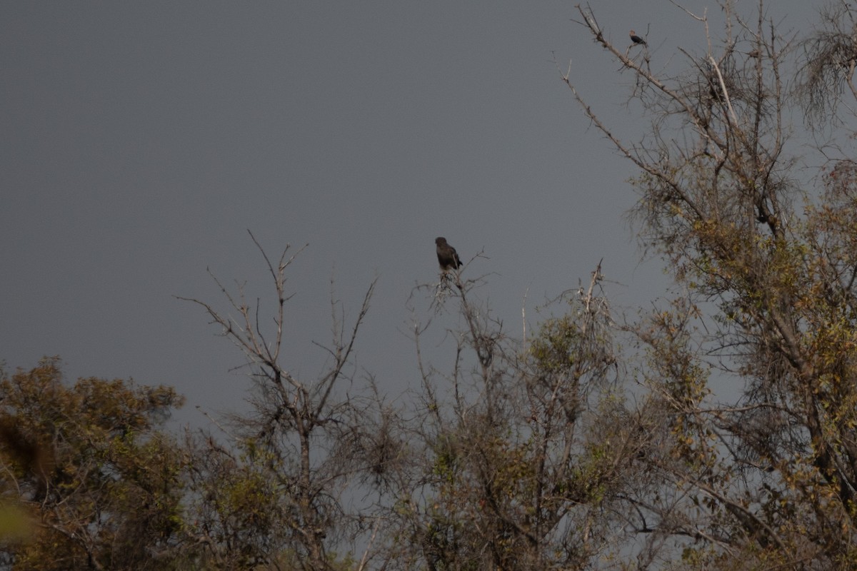 Western Banded Snake-Eagle - ML634364751