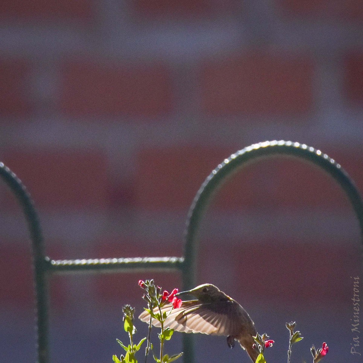 Wedge-tailed Hillstar - ML634364813