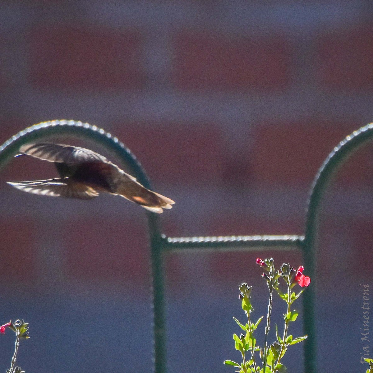 Wedge-tailed Hillstar - ML634364814