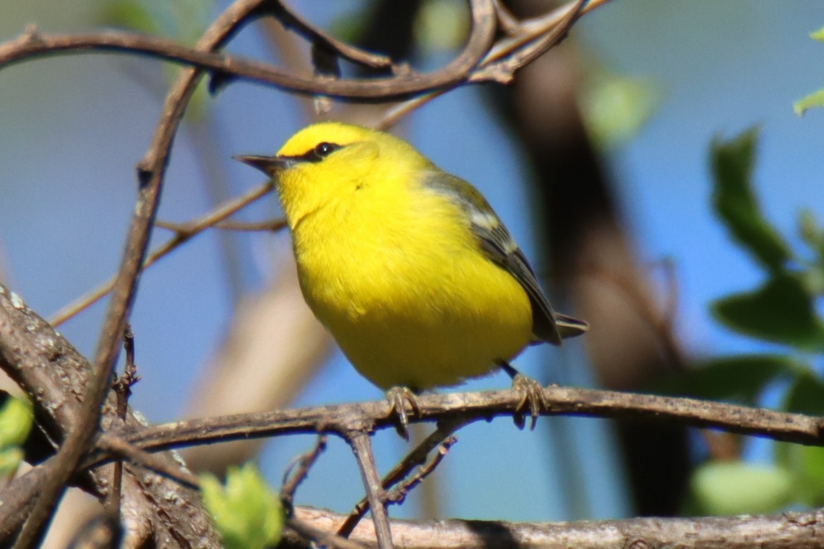 Blue-winged Warbler - ML634364835