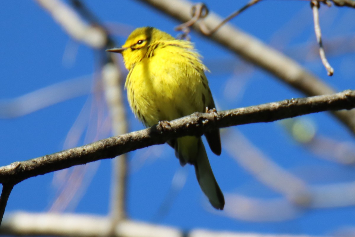 Prairie Warbler - ML634364871