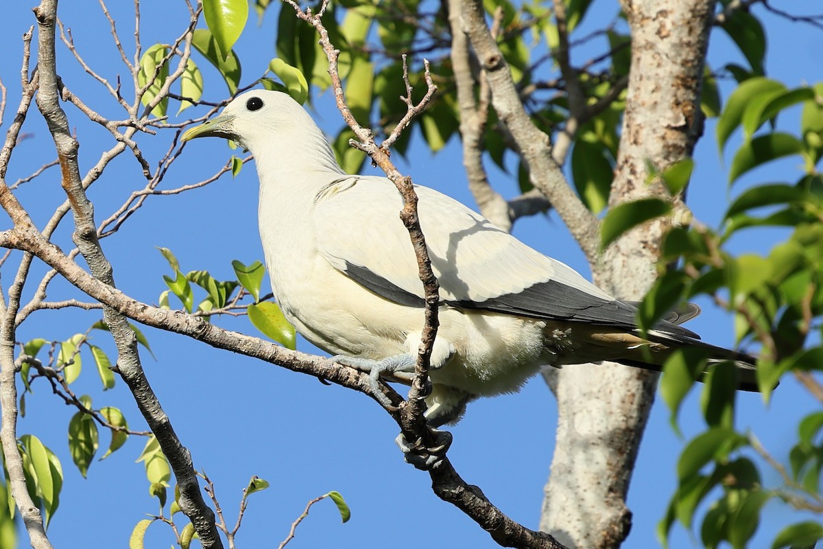 holub pobřežní - ML634364957