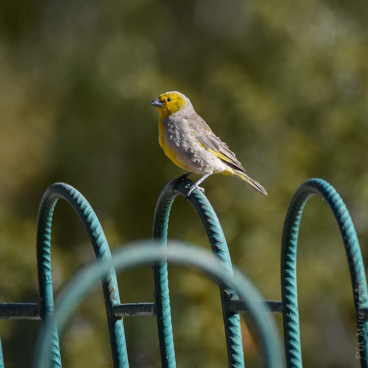 Bright-rumped Yellow-Finch - ML634364970