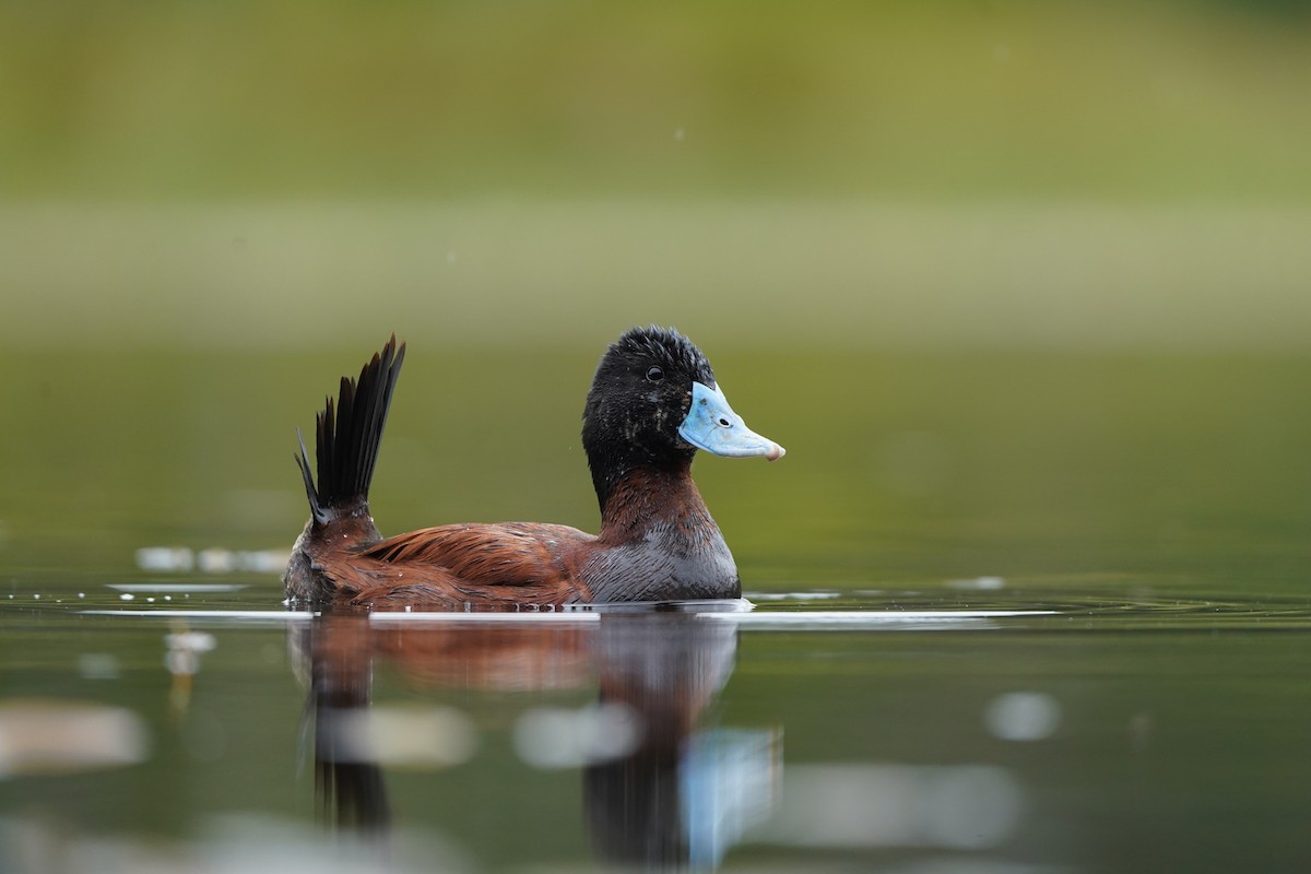 Andean Duck - ML634365123