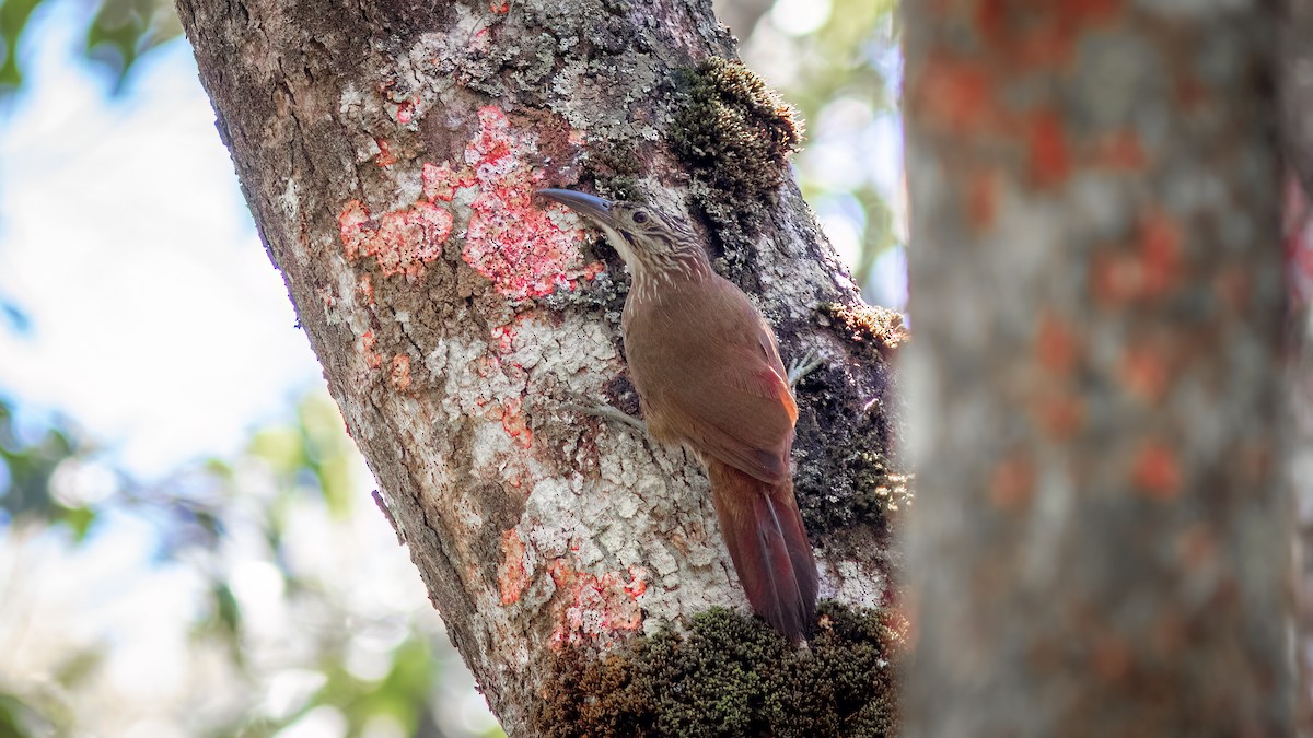 White-throated Woodcreeper - ML634365167