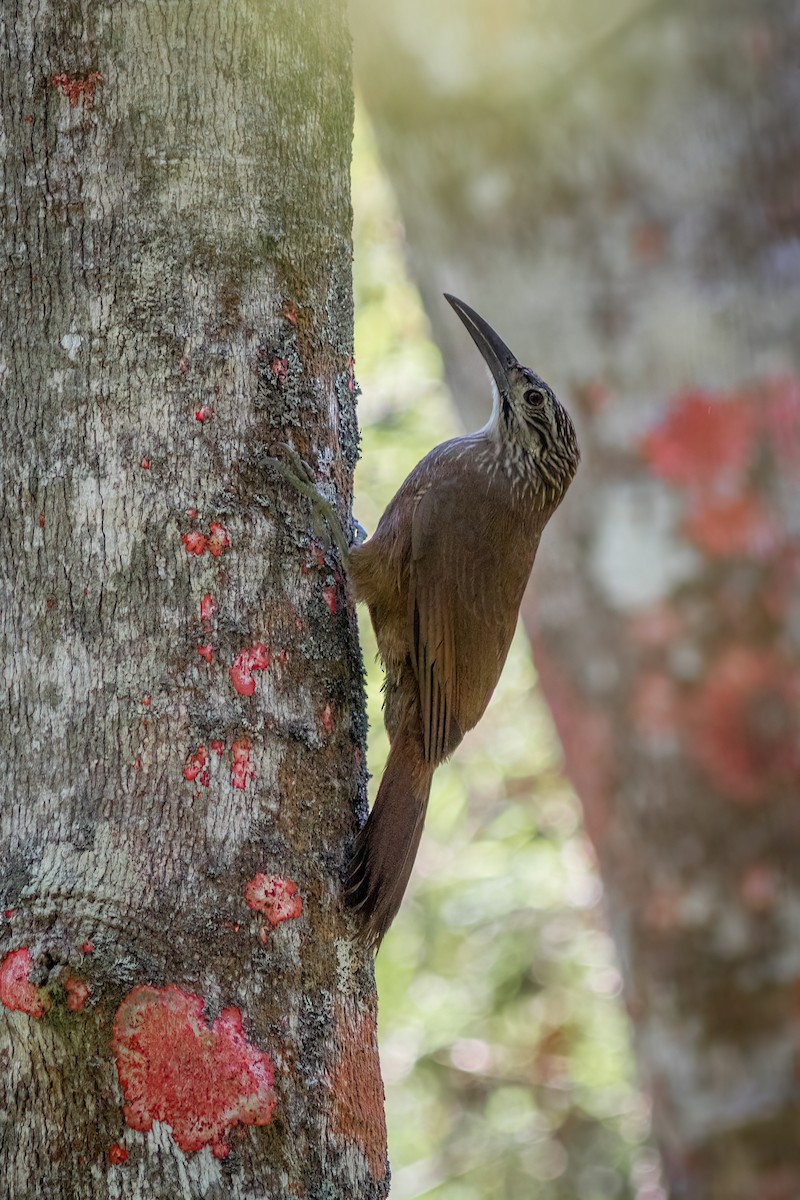 White-throated Woodcreeper - ML634365168