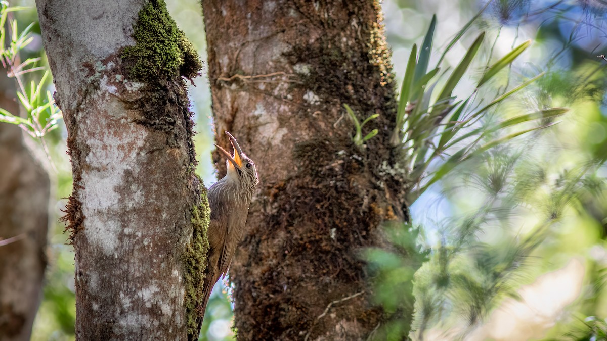 White-throated Woodcreeper - ML634365169