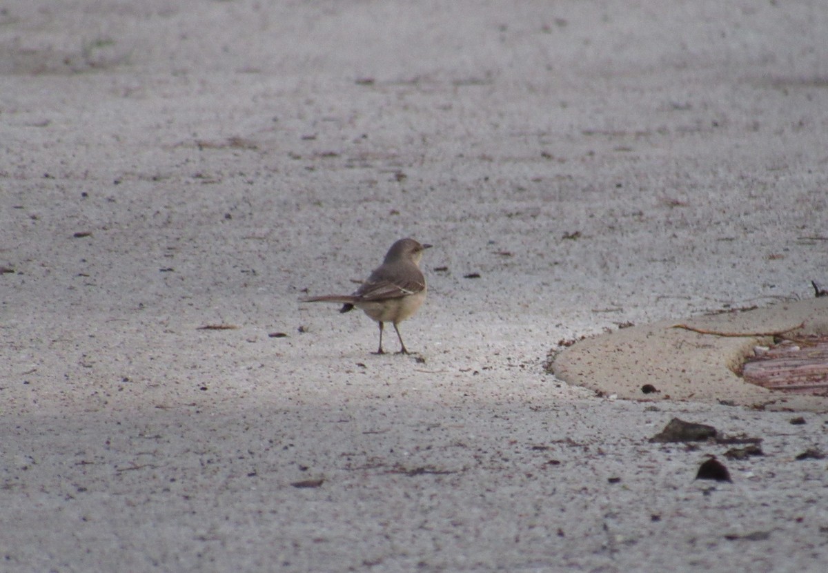 Northern Mockingbird - ML634365314