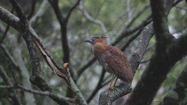 Malayan Night Heron - ML634365504
