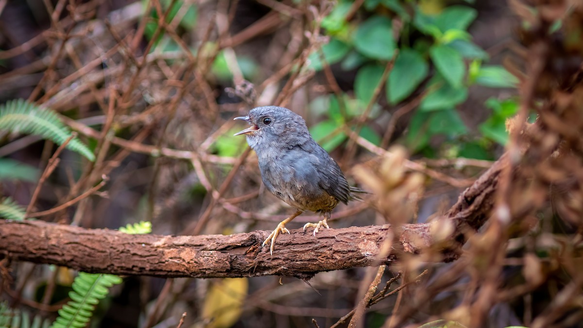 Rock Tapaculo - ML634365573