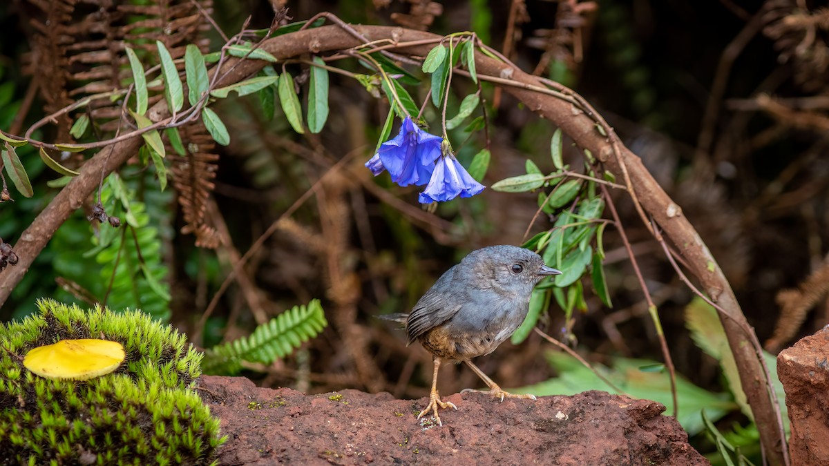 Rock Tapaculo - ML634365574