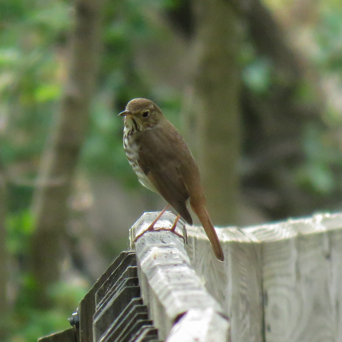 Hermit Thrush - ML634365616