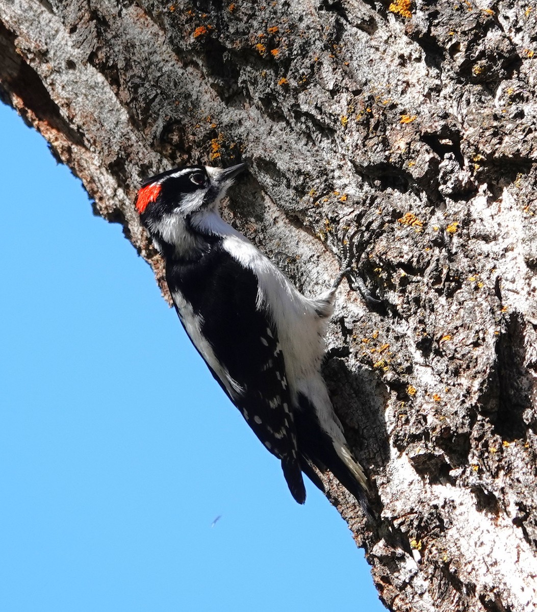 Downy Woodpecker - ML634365686