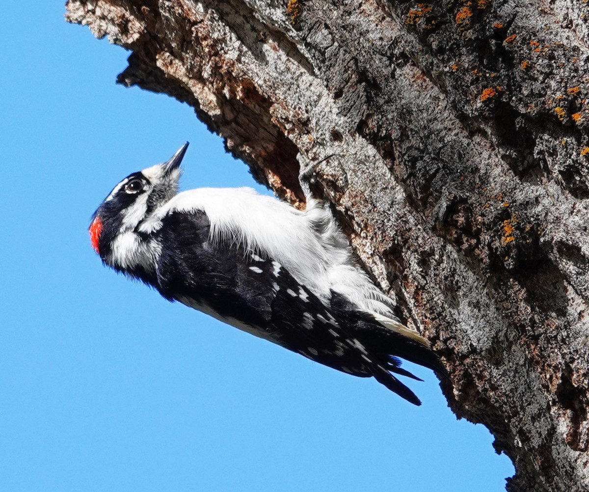 Downy Woodpecker - ML634365716