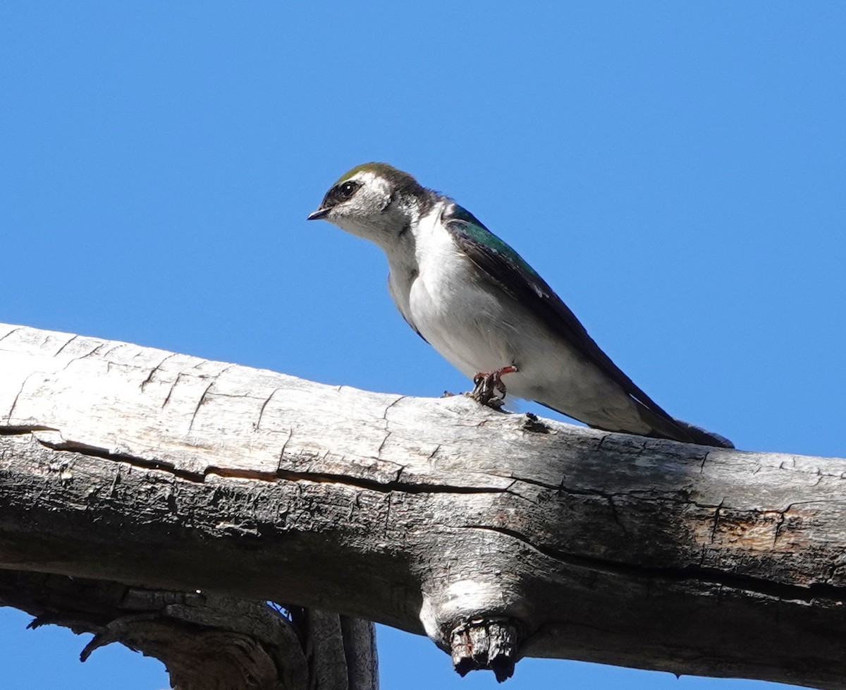 Violet-green Swallow - ML634365739