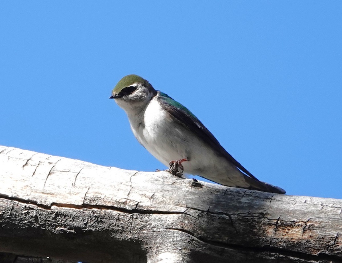 Violet-green Swallow - ML634365748