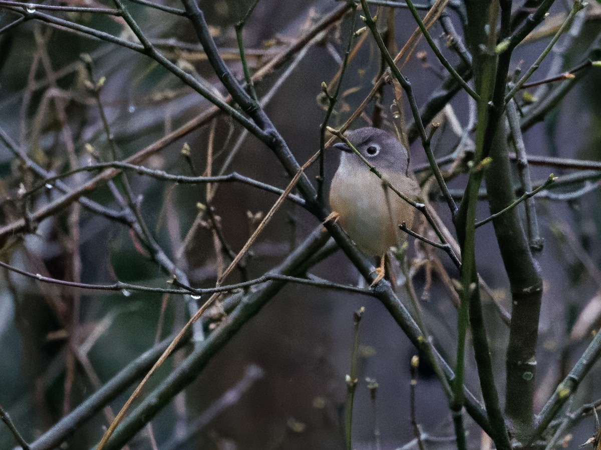 Morrison's Fulvetta - ML634365787