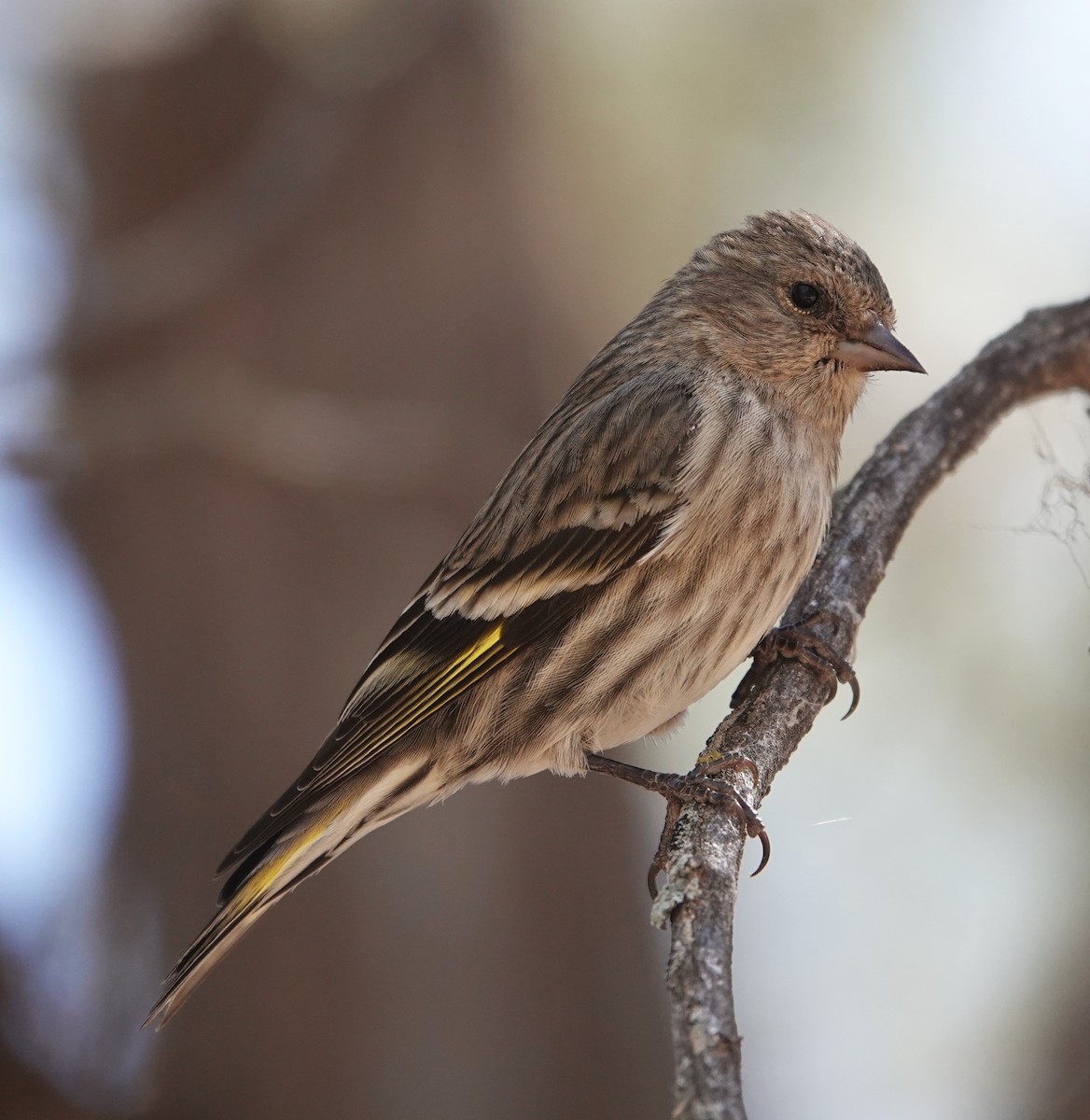 Pine Siskin - ML634365819
